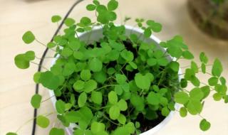 幸运草头像 幸运草头像