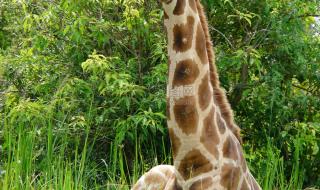 长颈鹿可以趴着睡觉吗 长颈鹿可以趴着睡觉吗